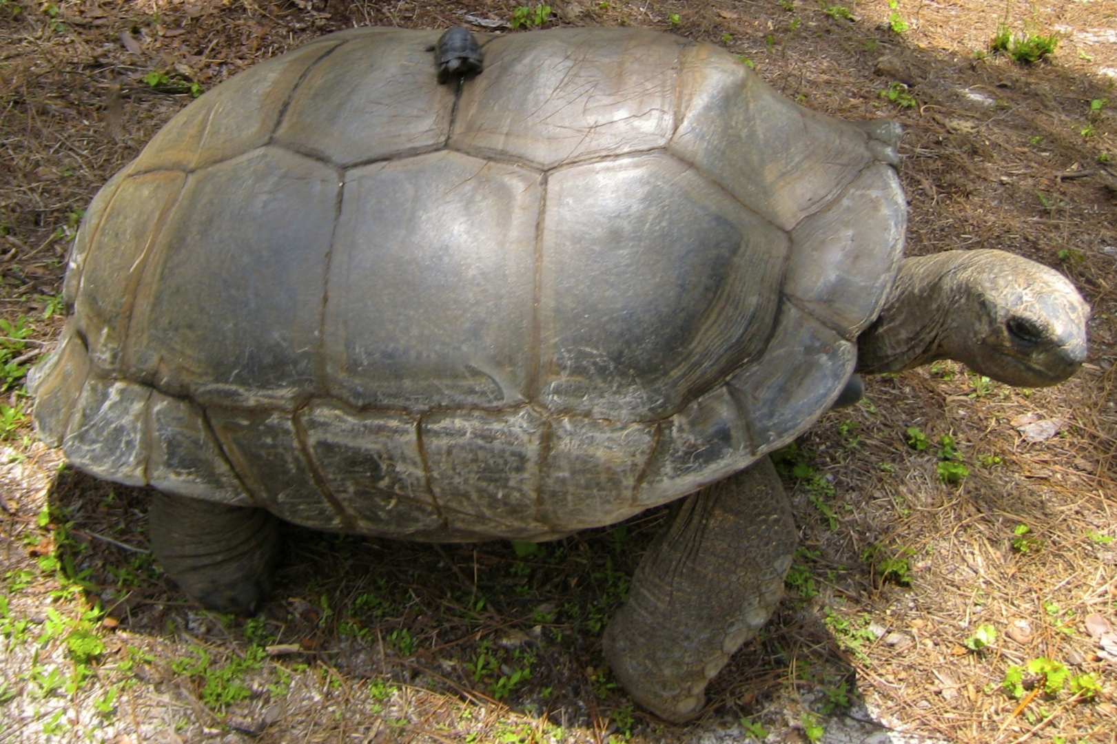 ALDABRA BREEDER