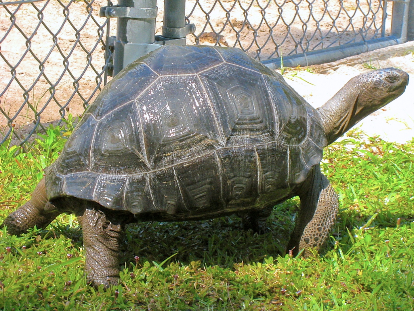 ALDABRA BREEDER