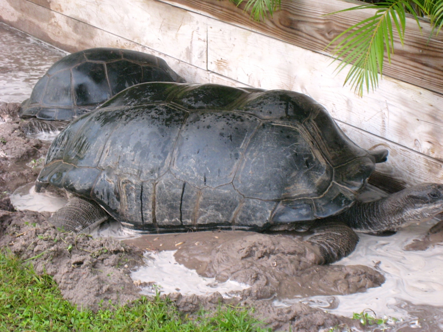 ALDABRA BREEDER