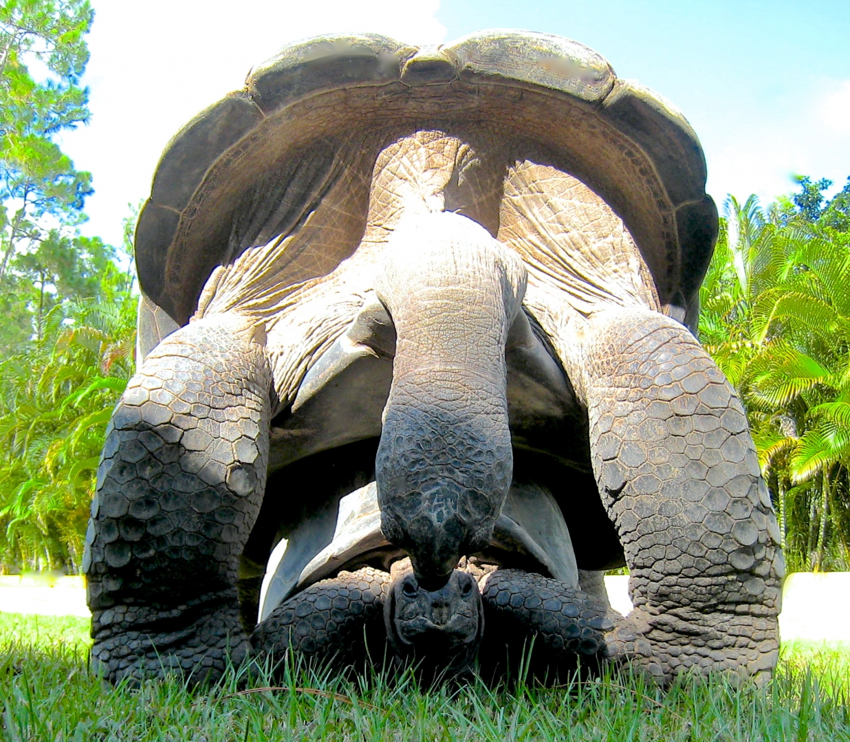 ALDABRA BREEDER