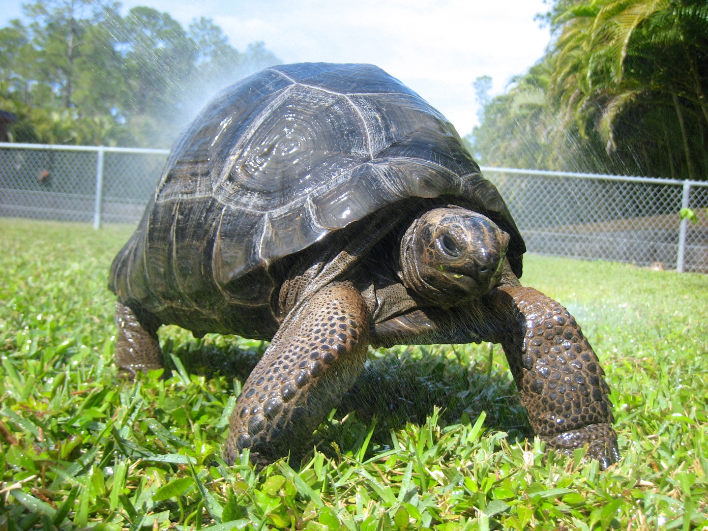 ALDABRA BREEDER