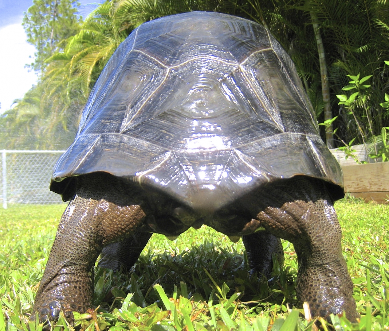 ALDABRA BREEDER