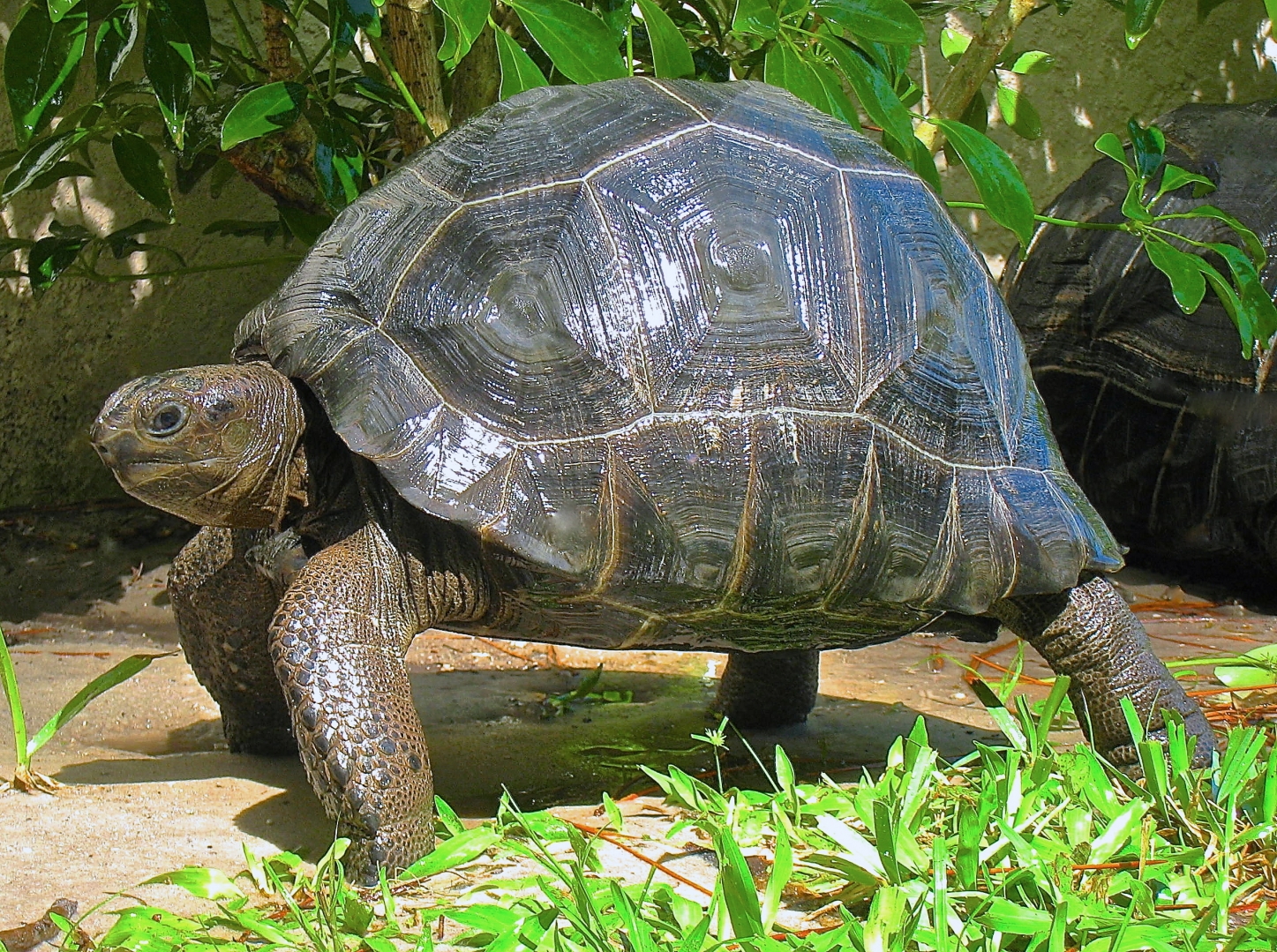 ALDABRA BREEDER