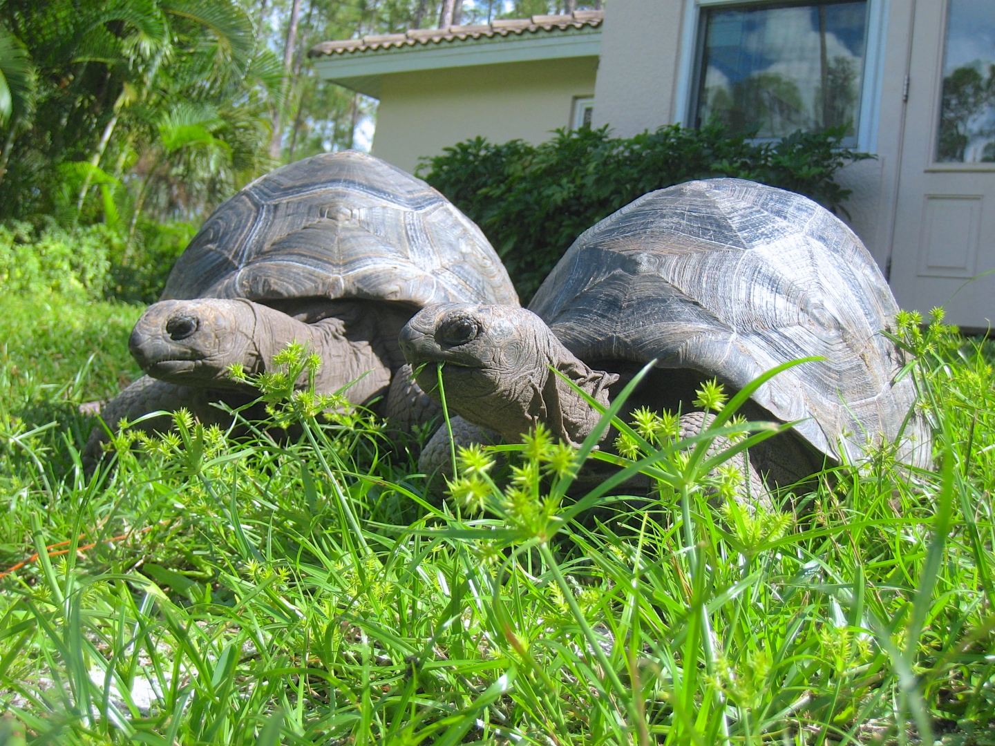 ALDABRA BREEDER