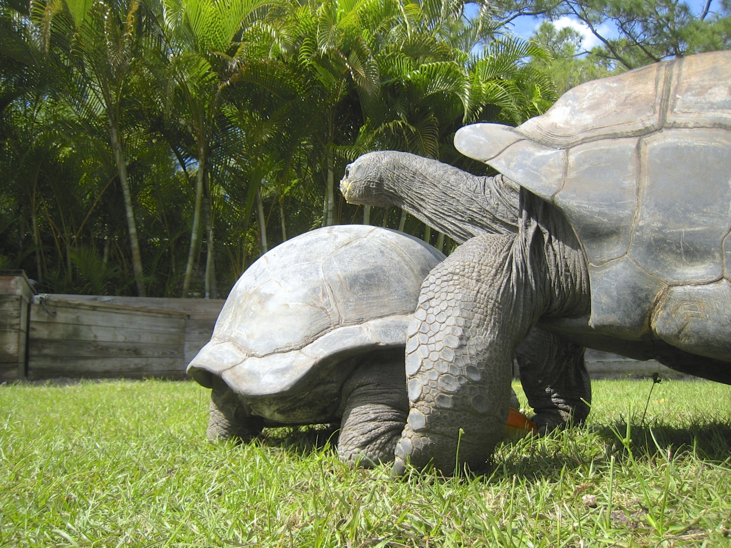 ALDABRA BREEDER
