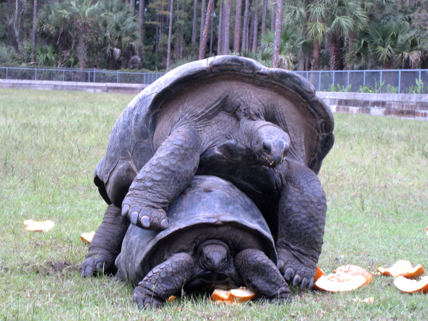 ALDABRA BREEDER
