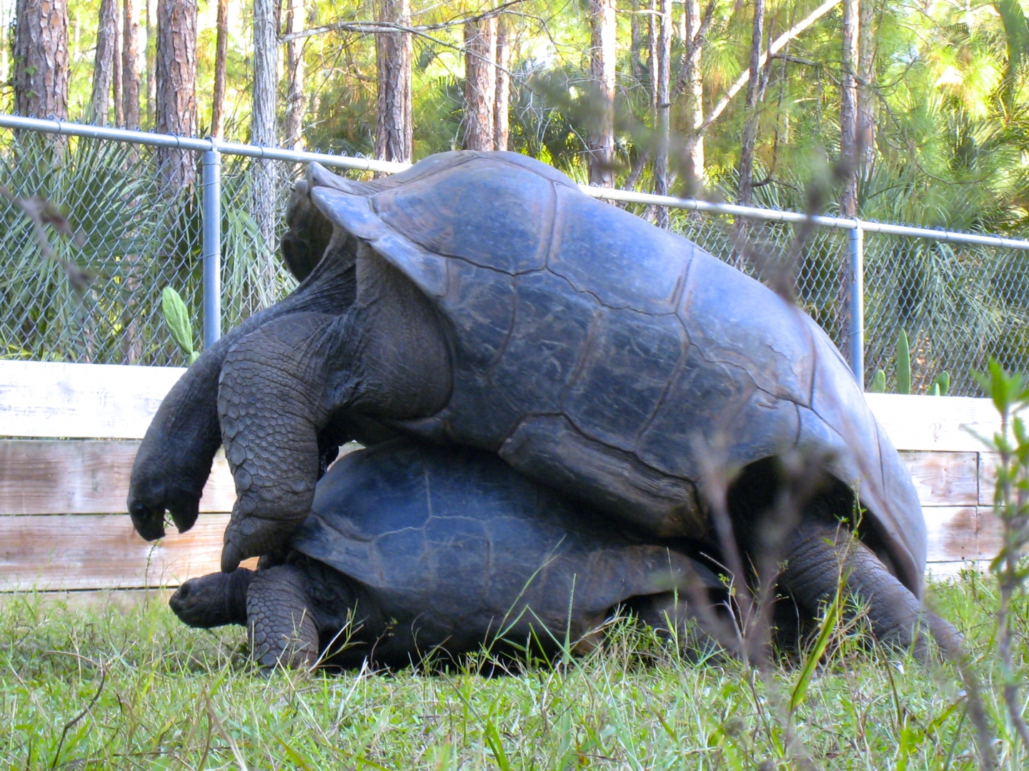 ALDABRA BREEDER