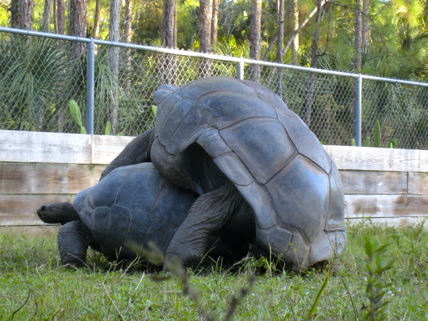 ALDABRA BREEDER