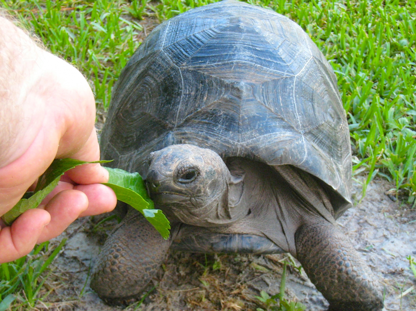 ALDABRA BREEDER