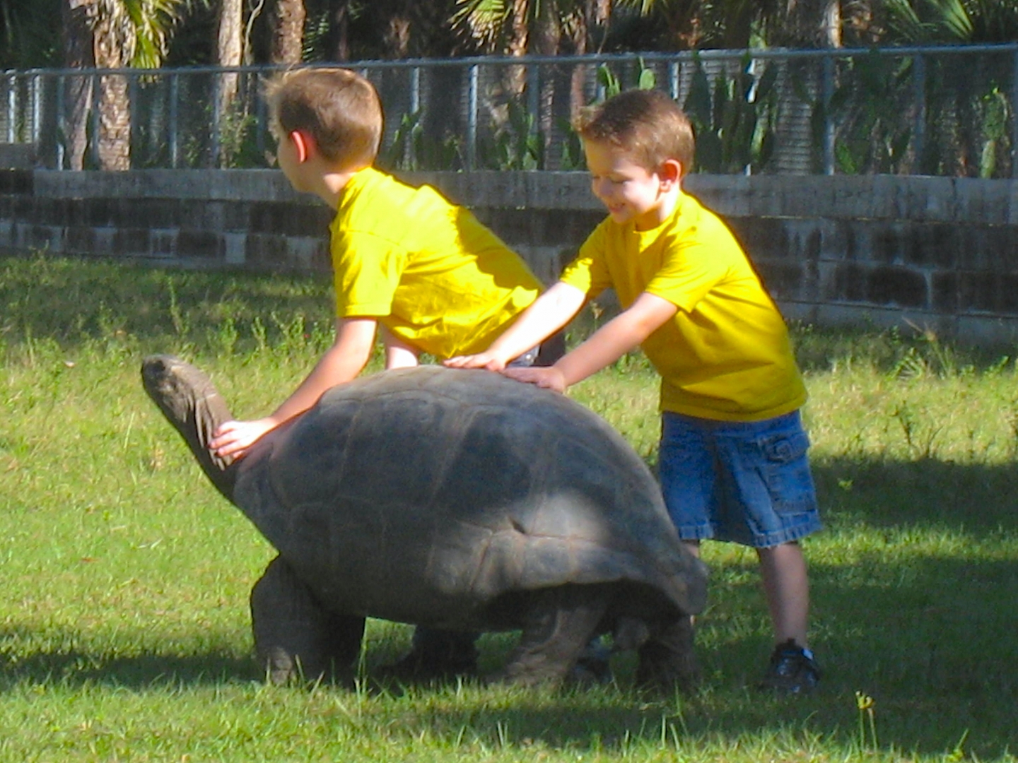 ALDABRA BREEDER
