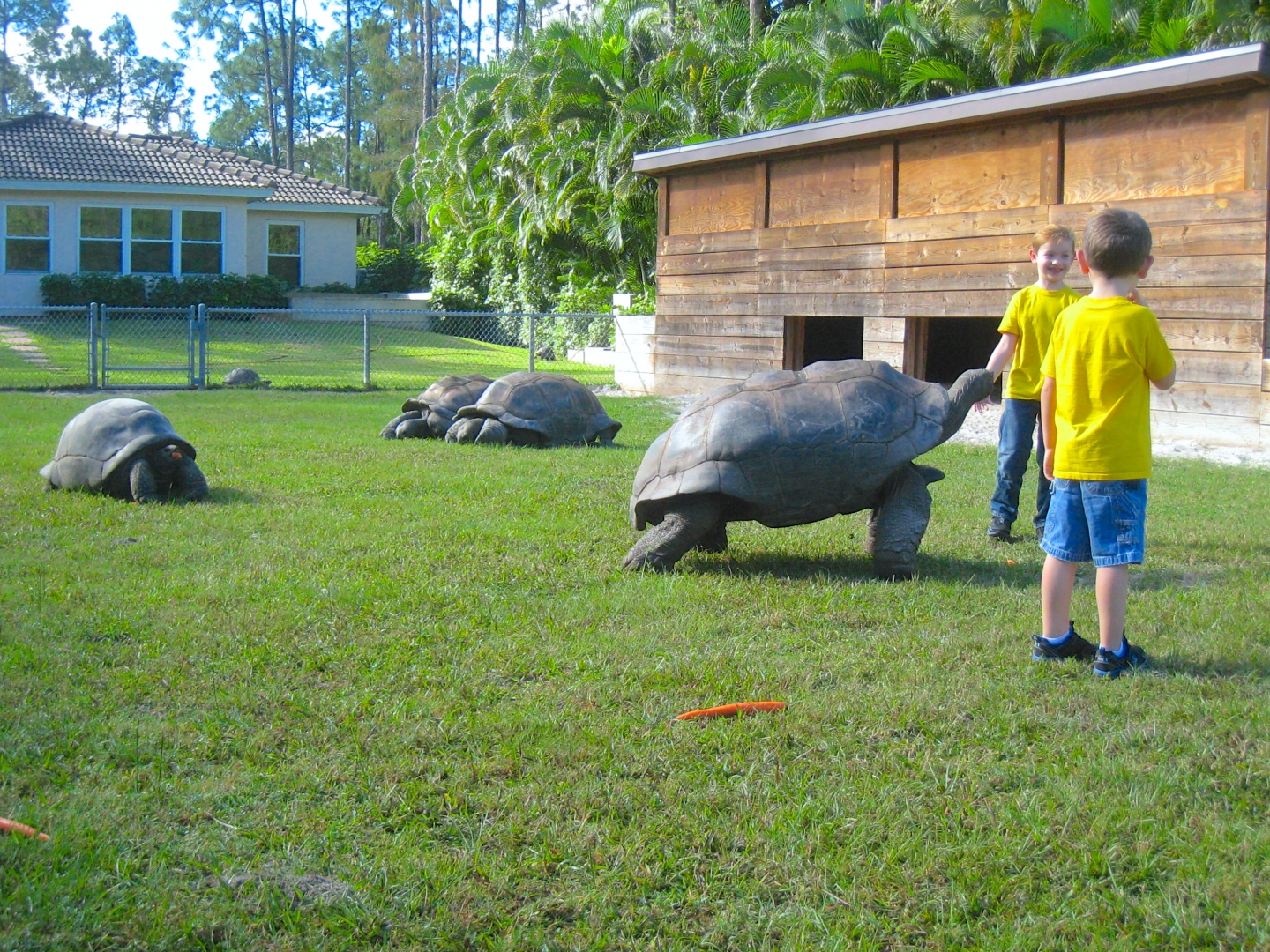 ALDABRA BREEDER