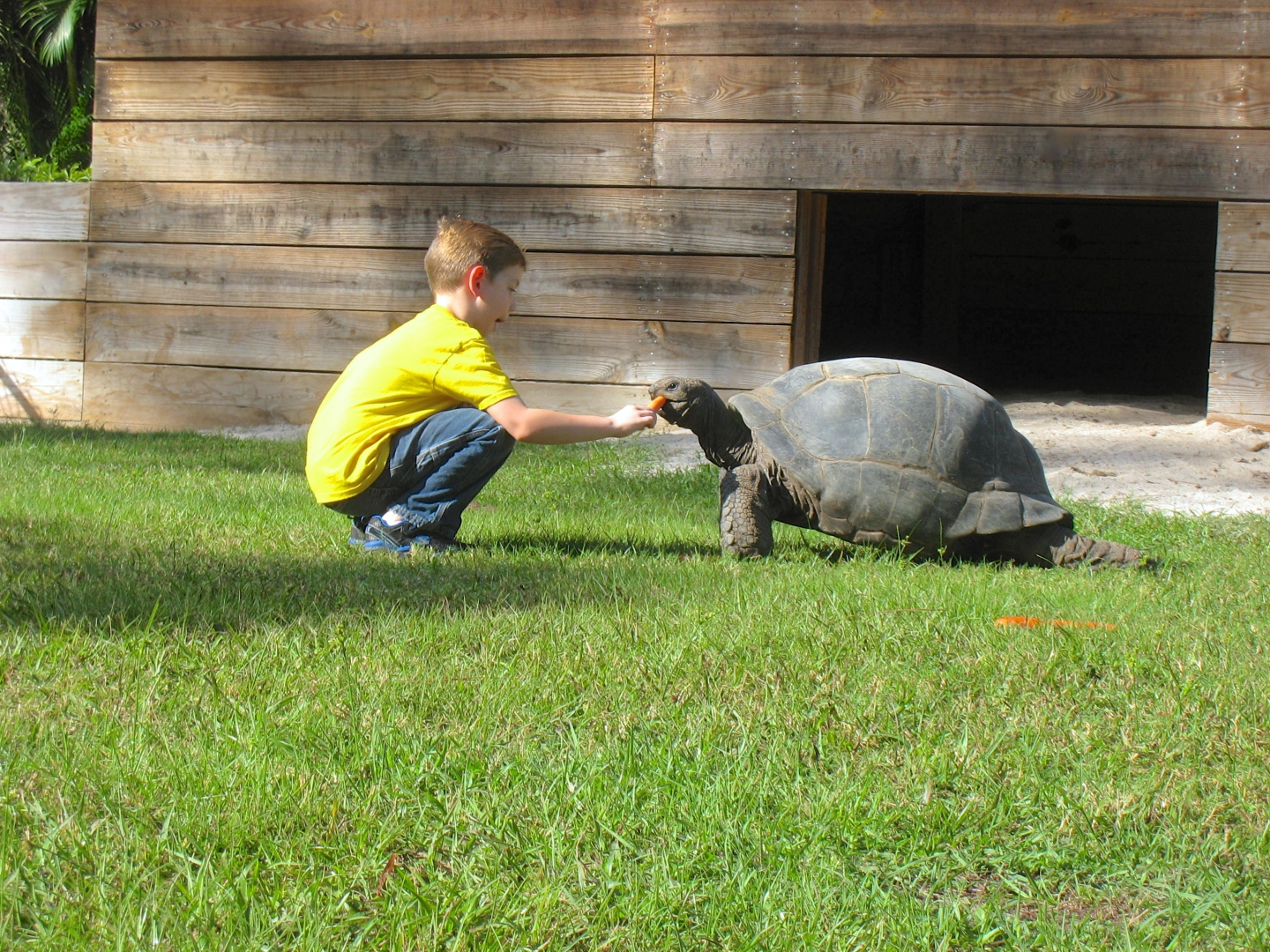ALDABRA BREEDER