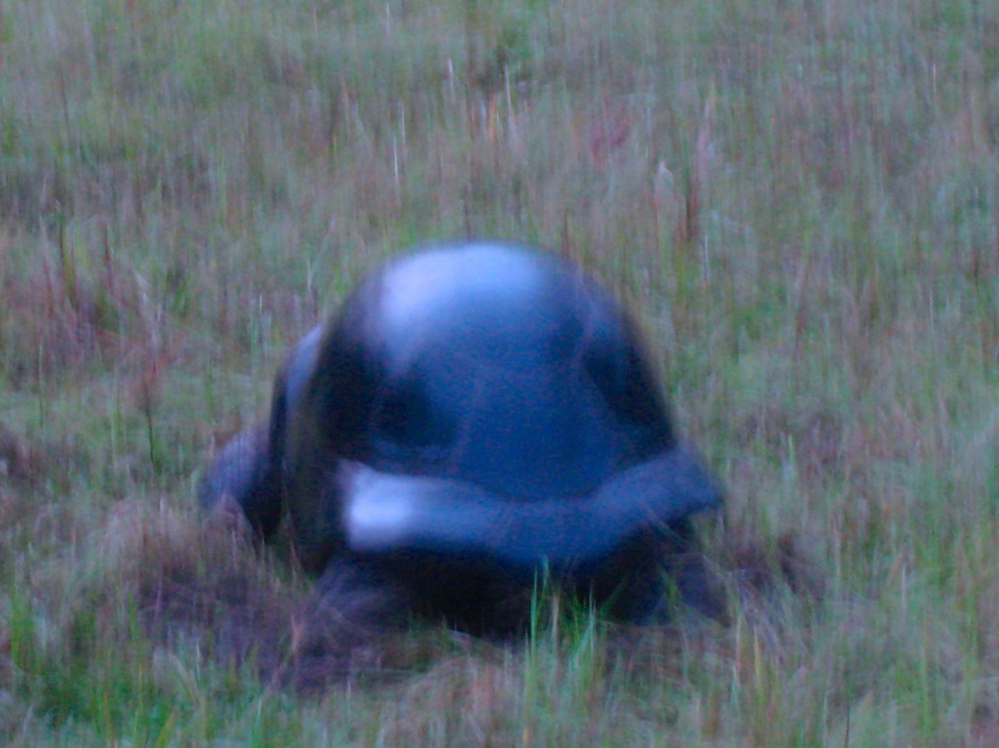 ALDABRA BREEDER