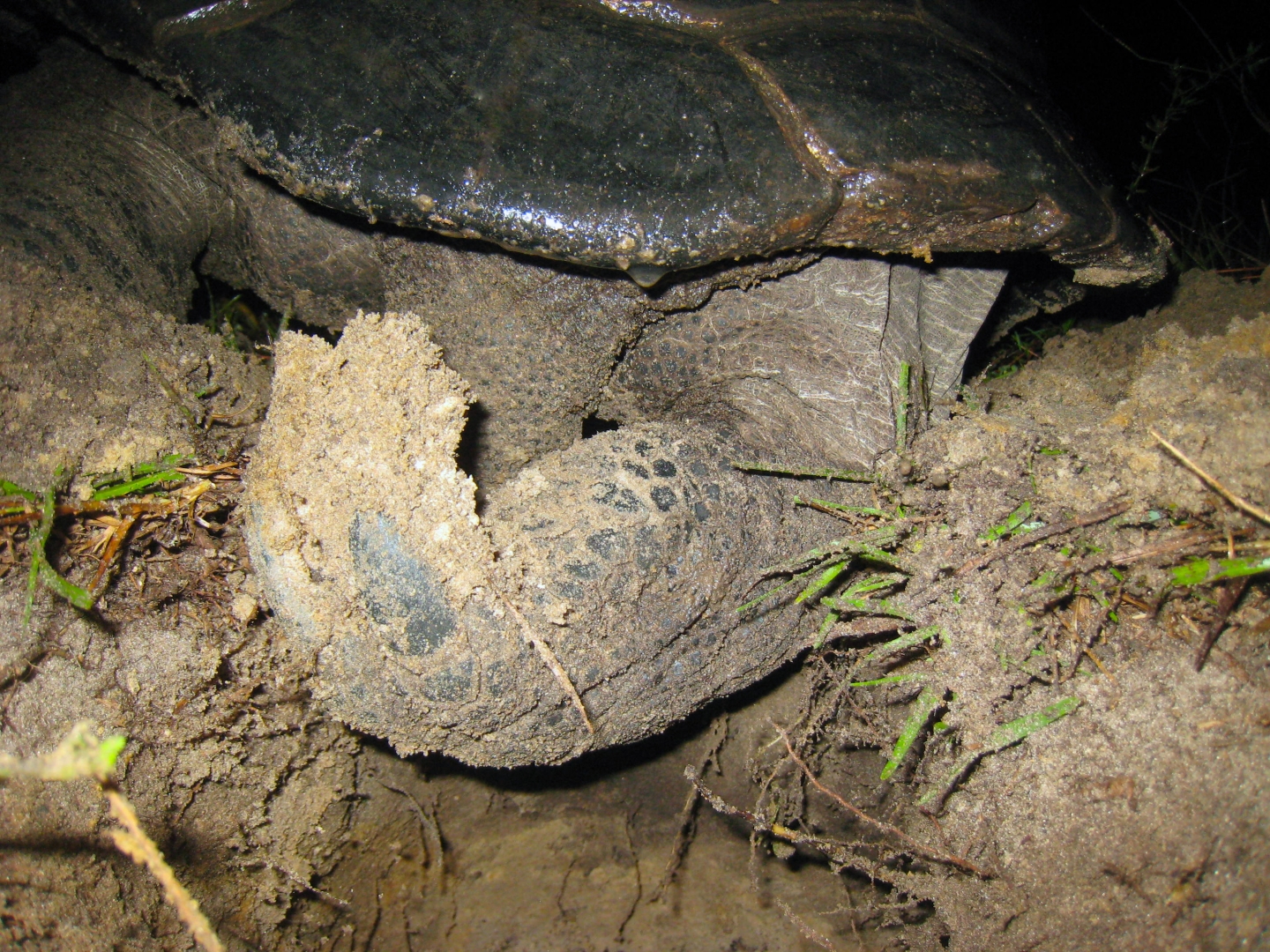ALDABRA BREEDER