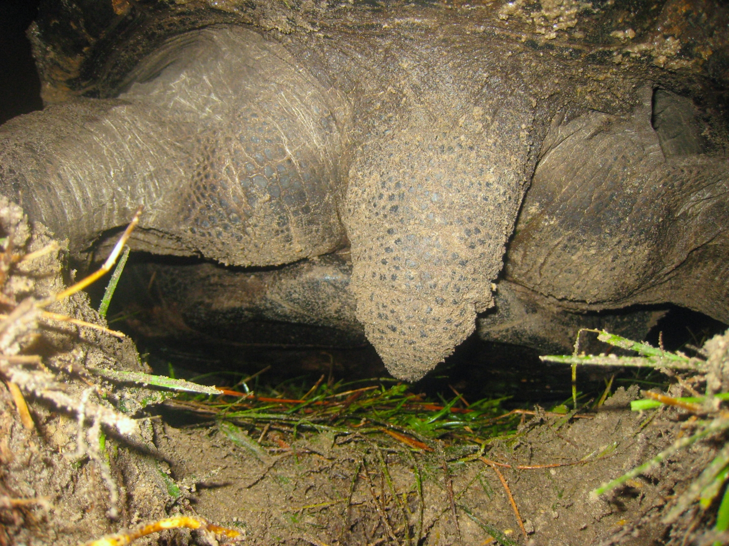 ALDABRA BREEDER