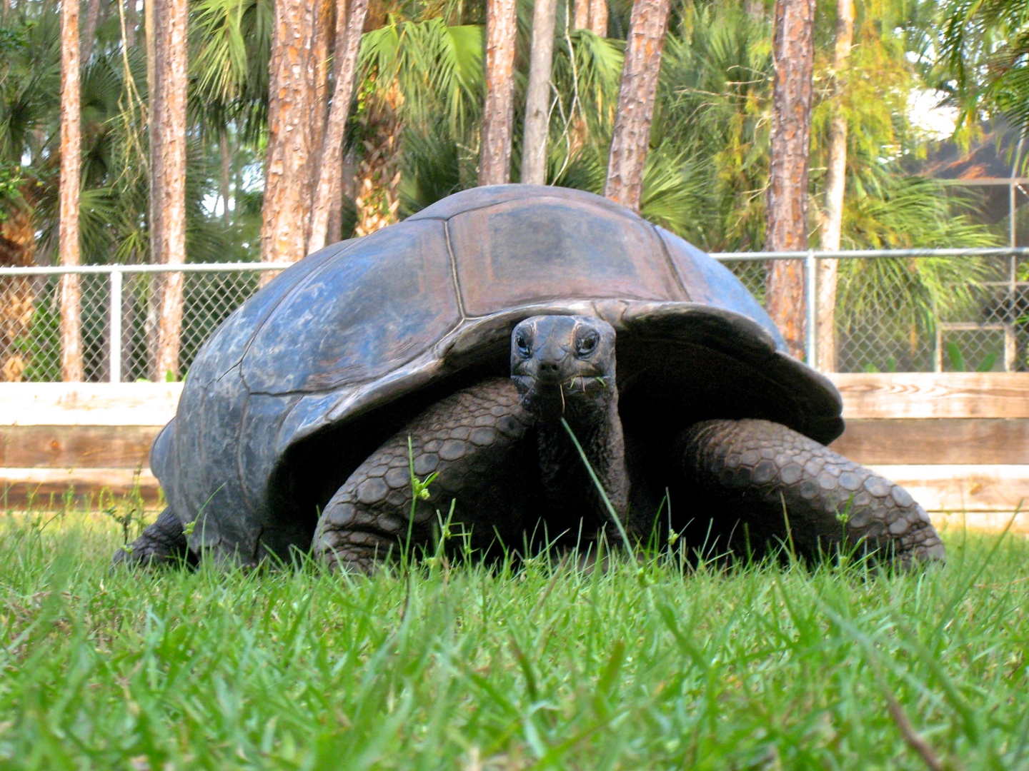 ALDABRA BREEDER