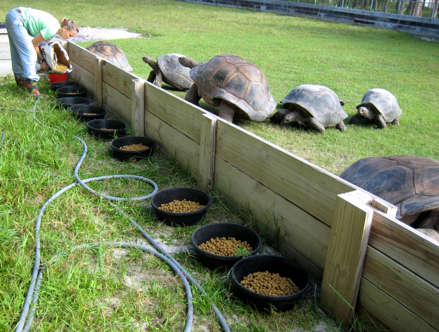ALDABRA BREEDER