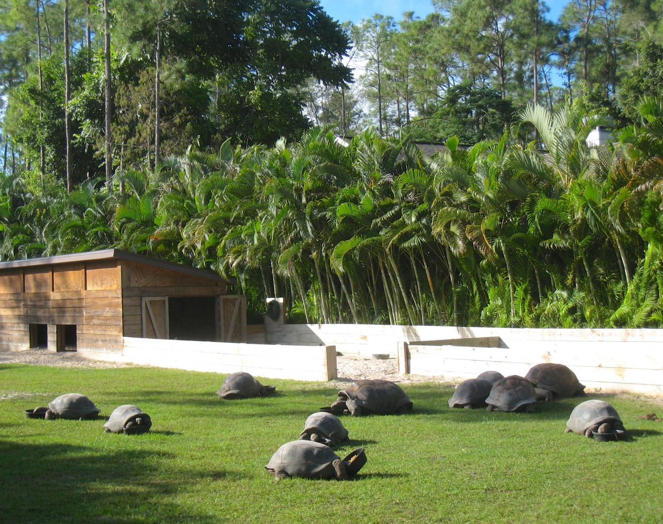 ALDABRA BREEDER