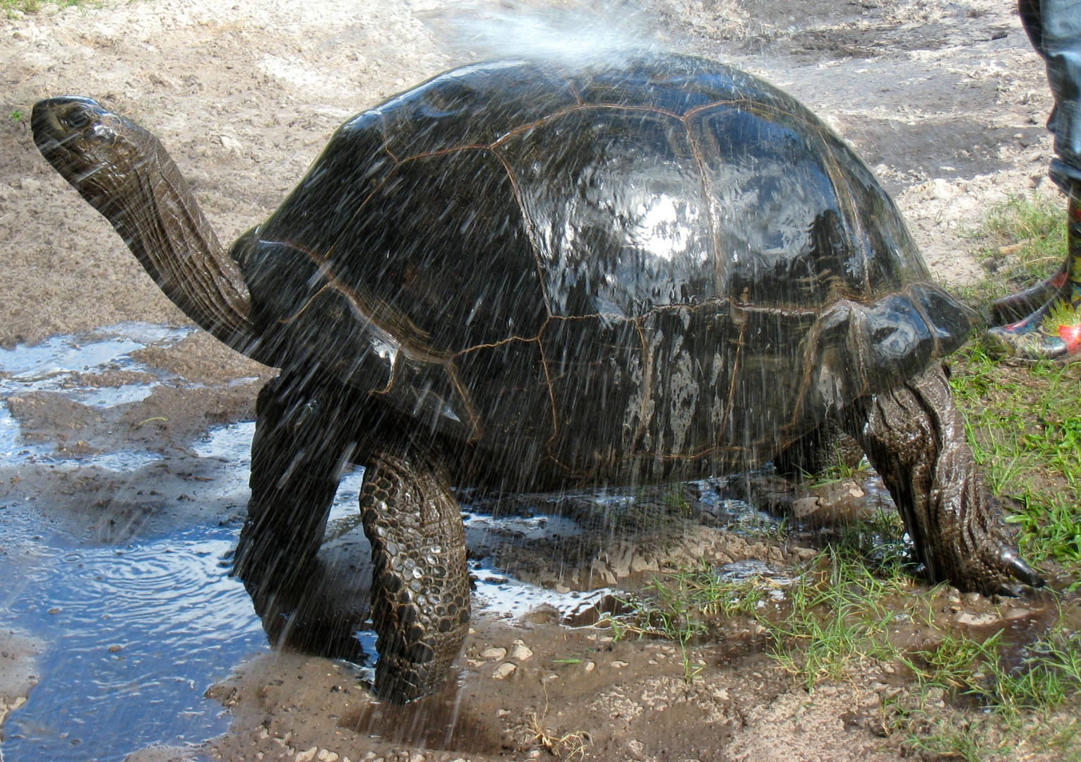 ALDABRA BREEDER