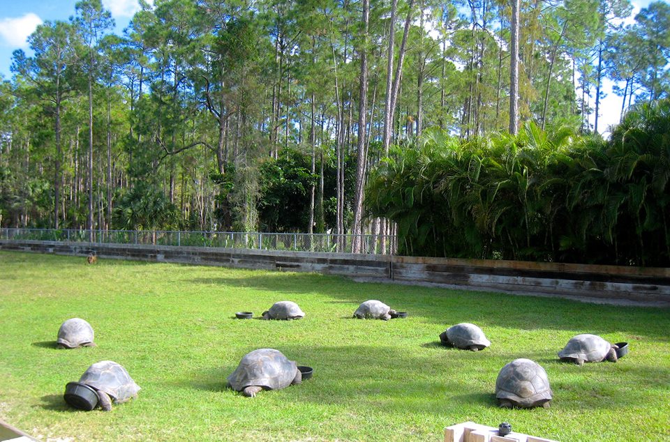 ALDABRA BREEDER