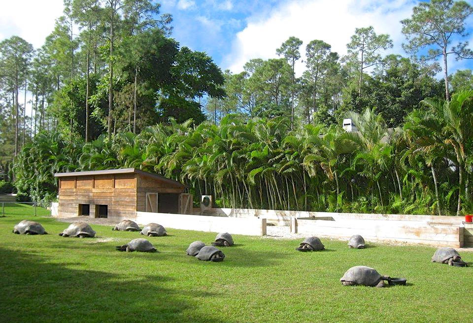 ALDABRA BREEDER