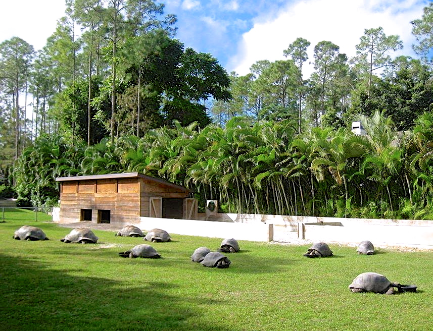 ALDABRA BREEDER