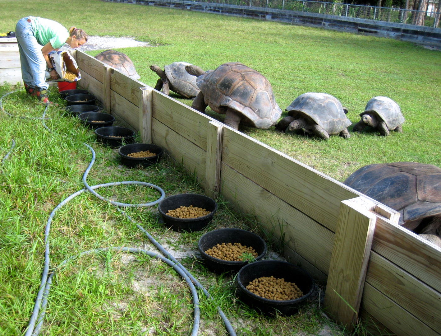 ALDABRA BREEDER