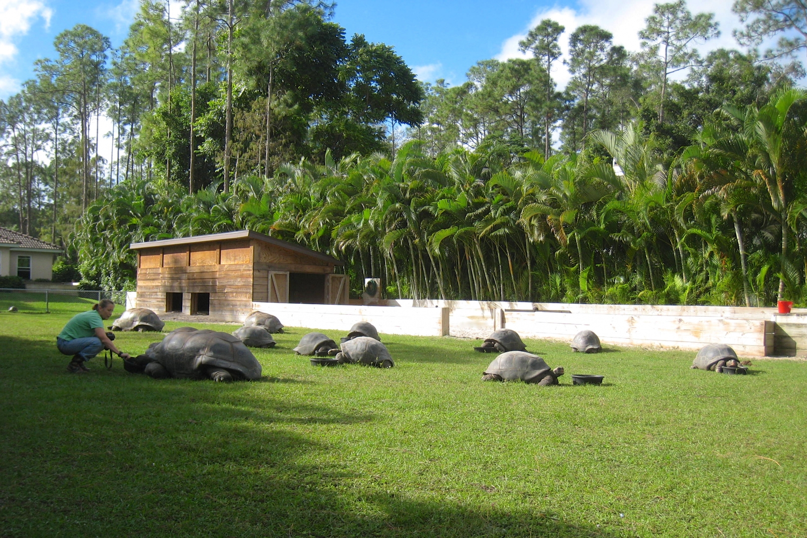 ALDABRA BREEDER