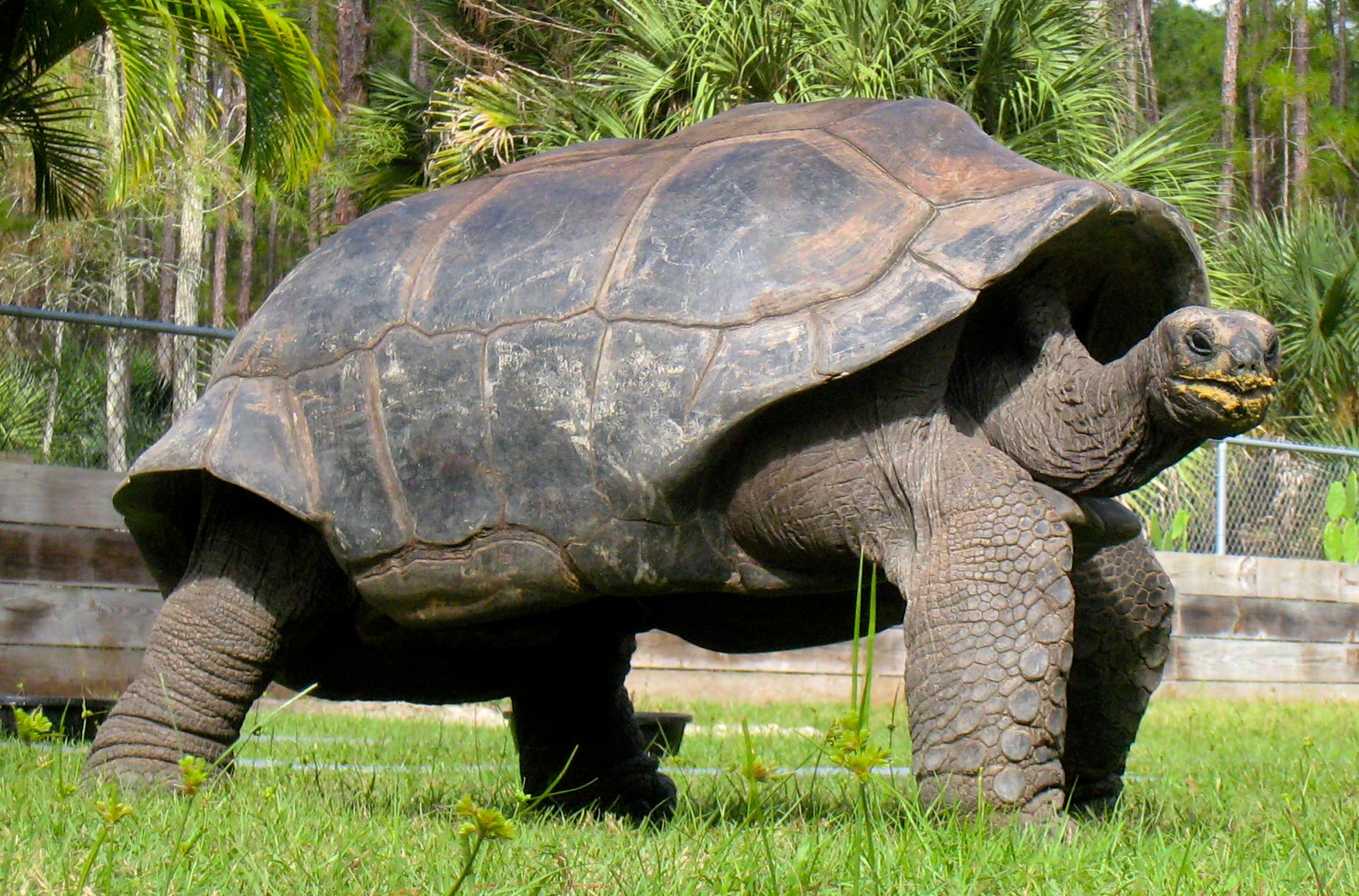 ALDABRA BREEDER