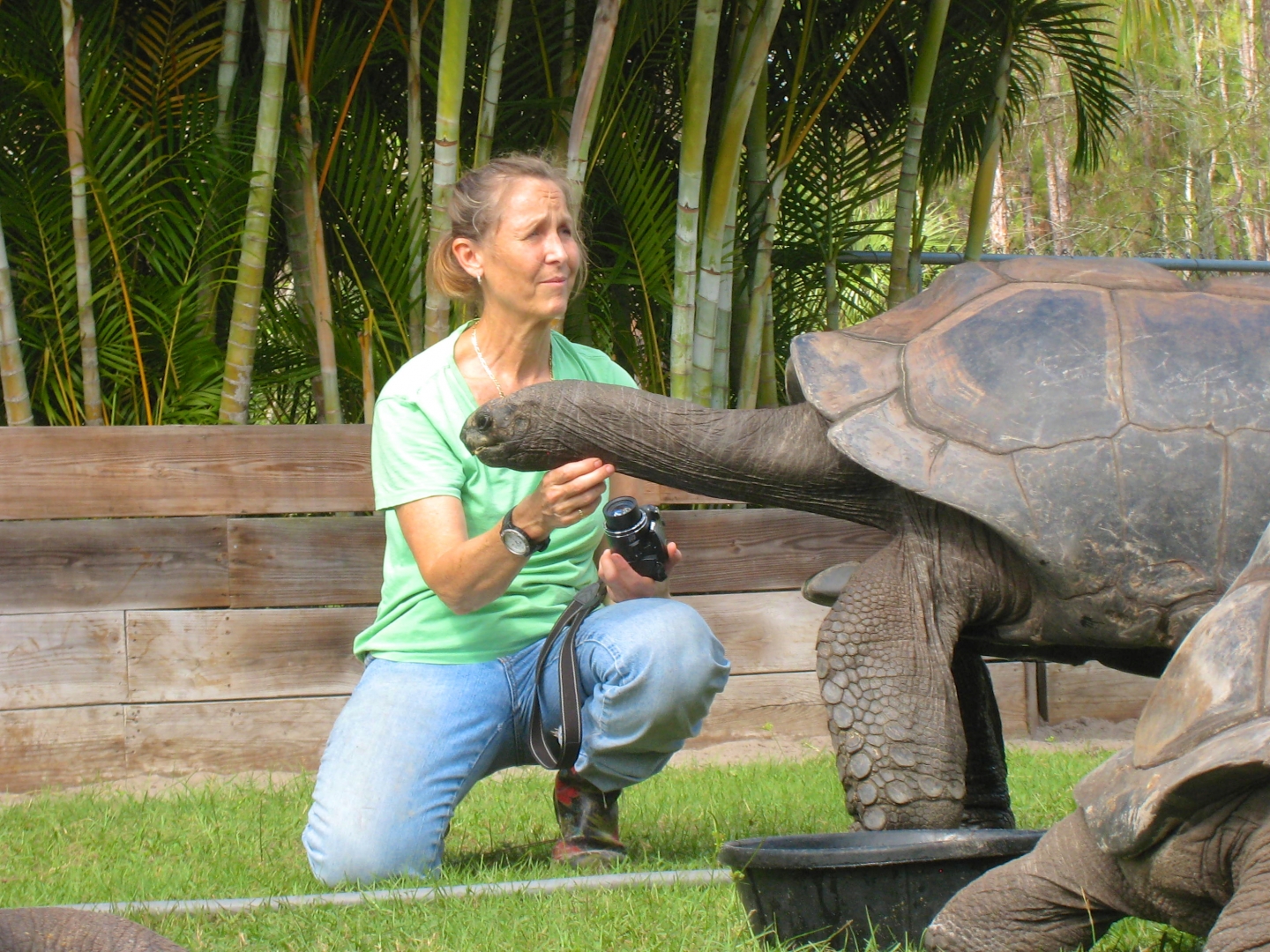 ALDABRA BREEDER