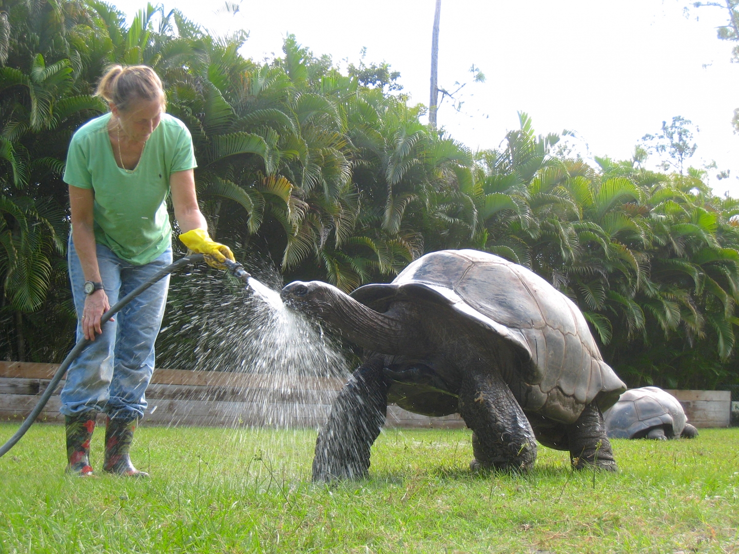 ALDABRA BREEDER