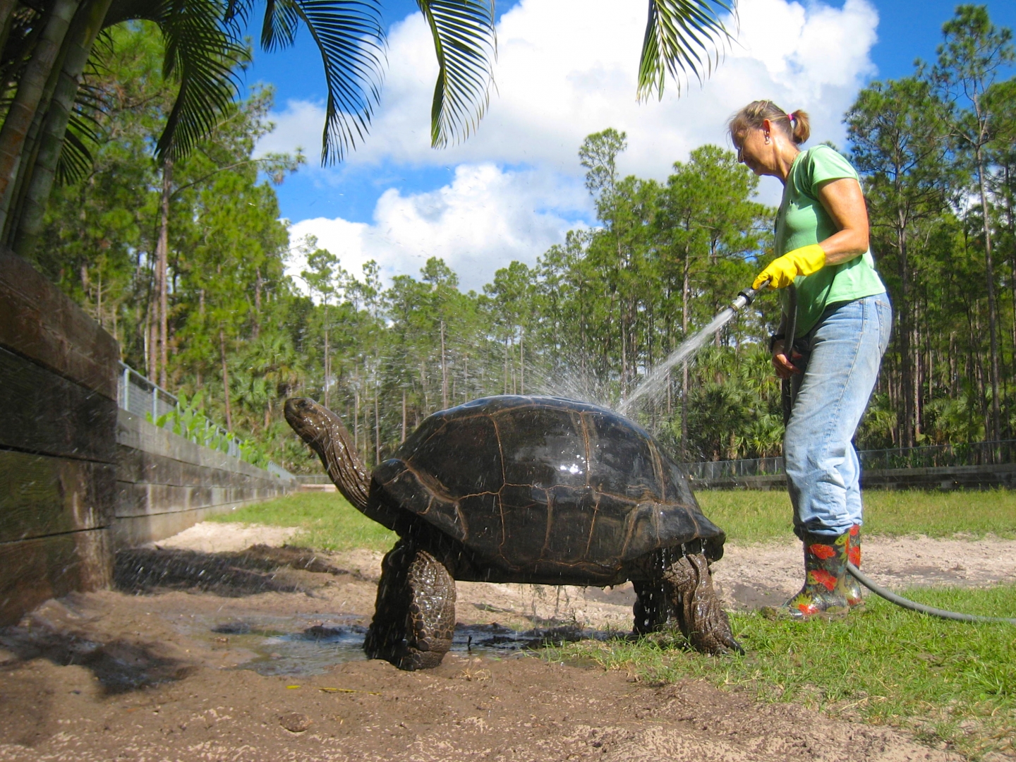 ALDABRA BREEDER