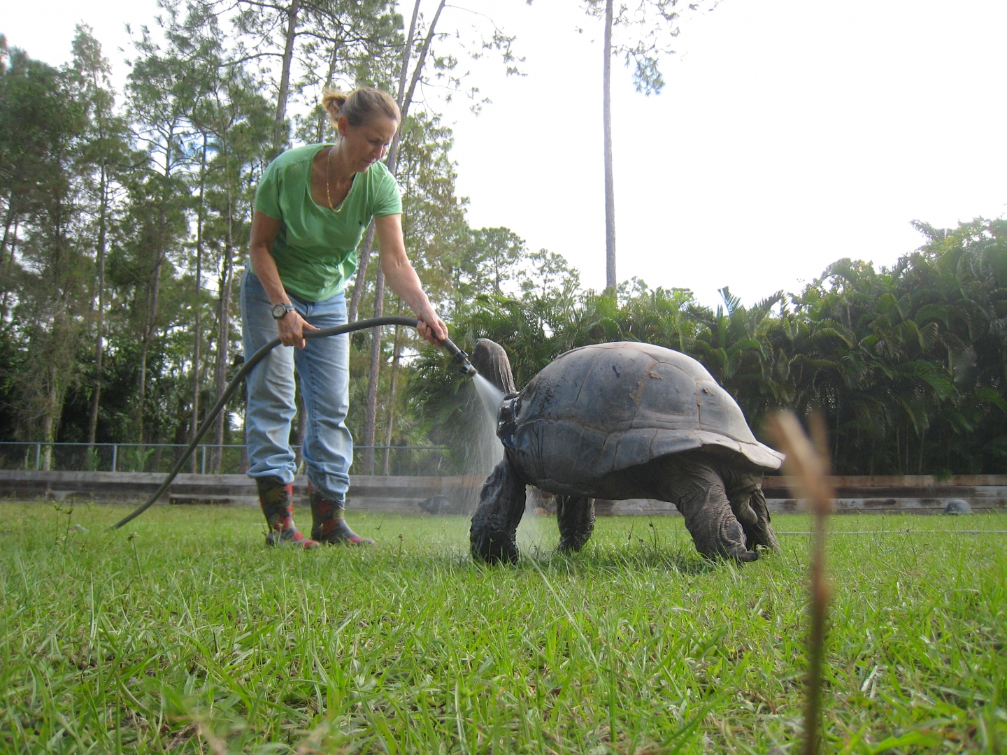 ALDABRA BREEDER