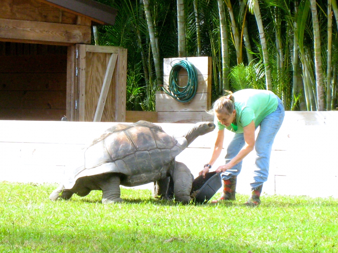 ALDABRA BREEDER