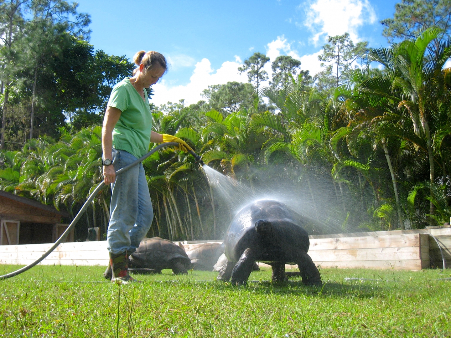 ALDABRA BREEDER