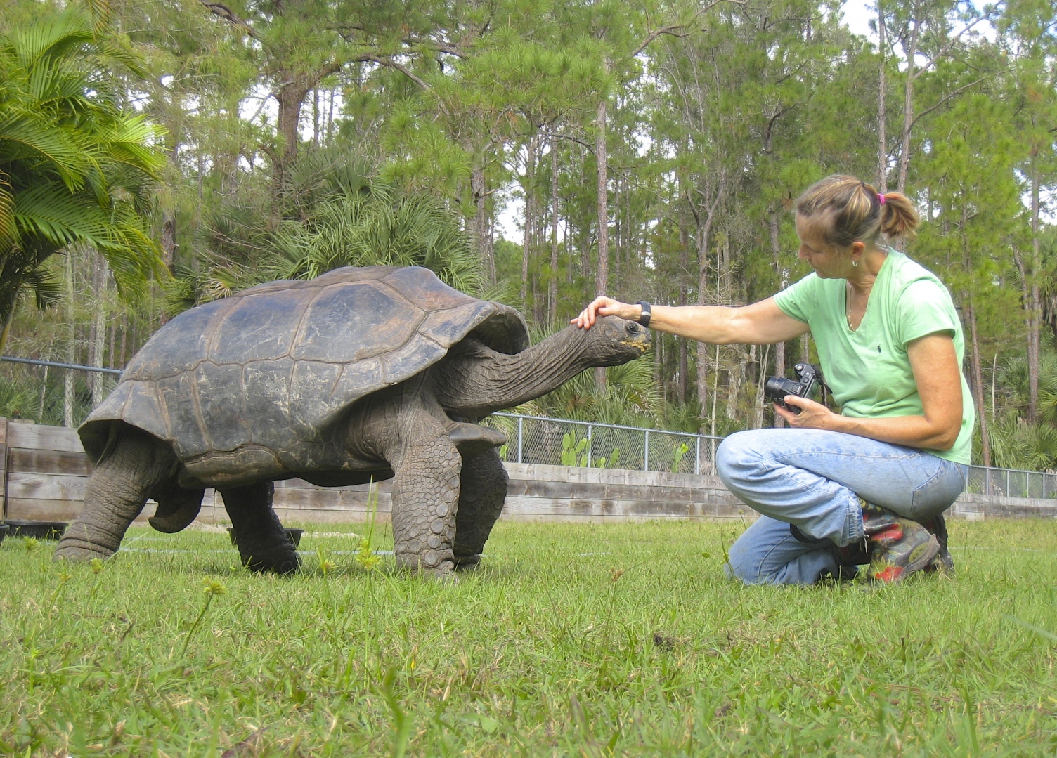 ALDABRA BREEDER