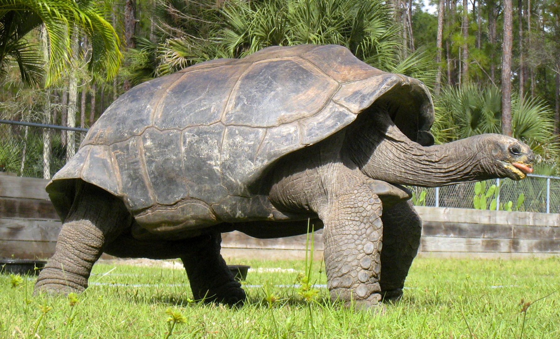 ALDABRA BREEDER
