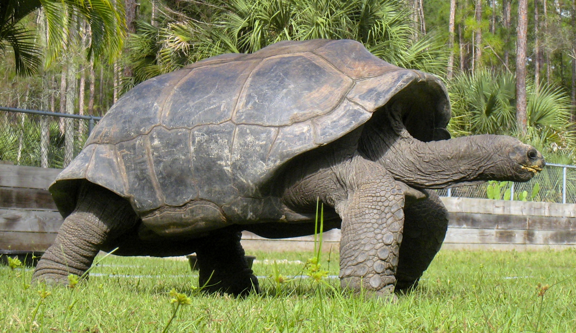 ALDABRA BREEDER