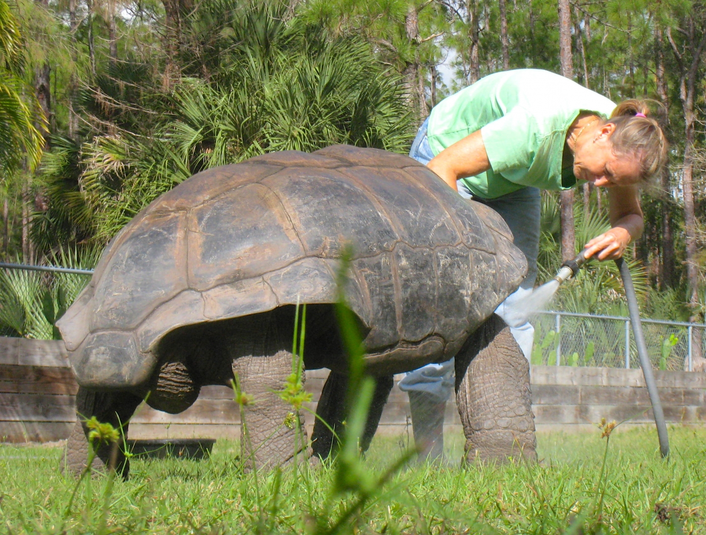 ALDABRA BREEDER