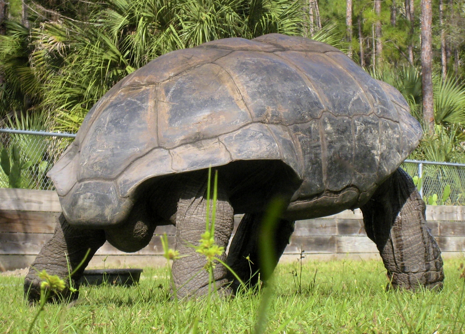 ALDABRA BREEDER