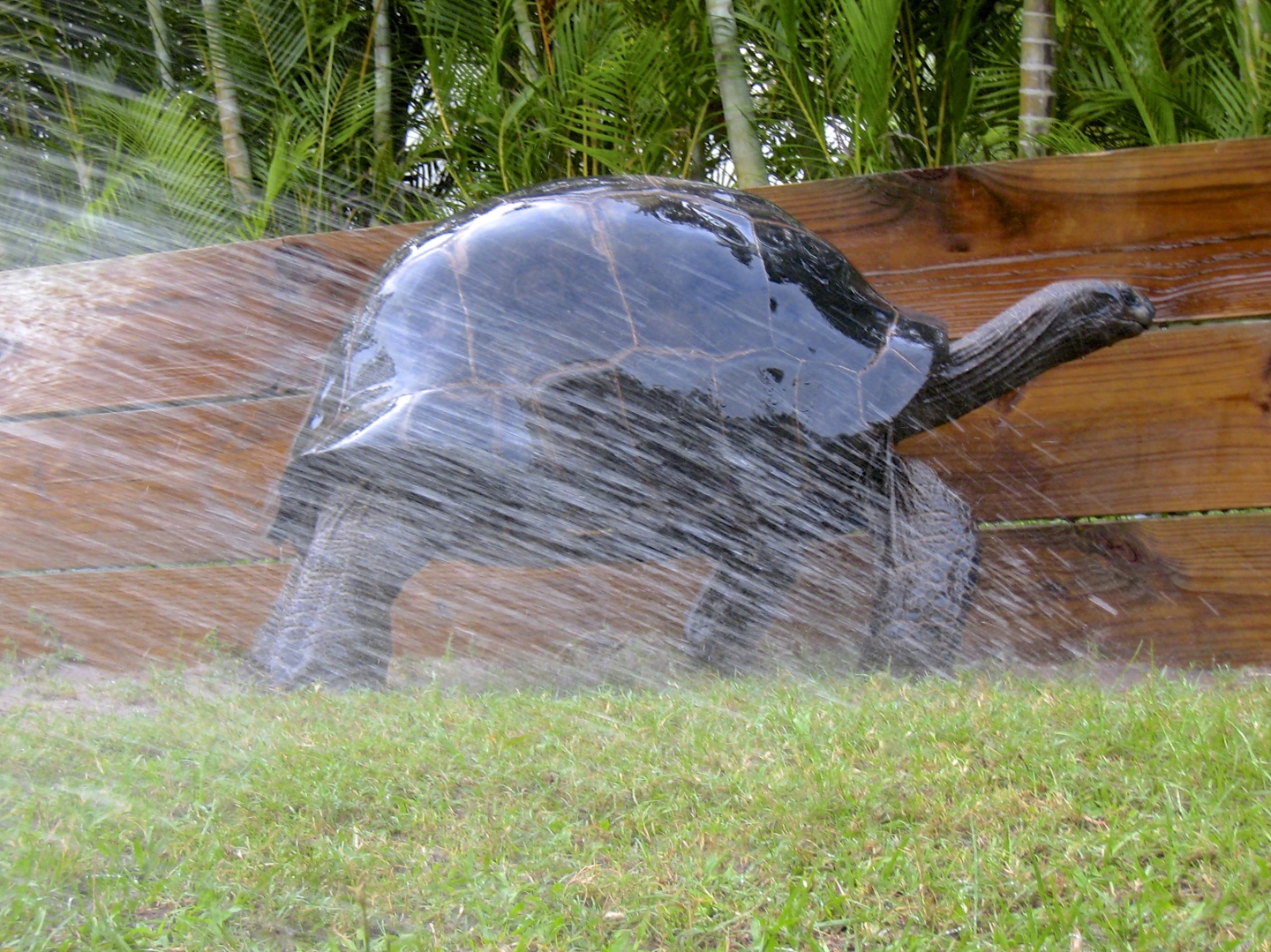 ALDABRA BREEDER