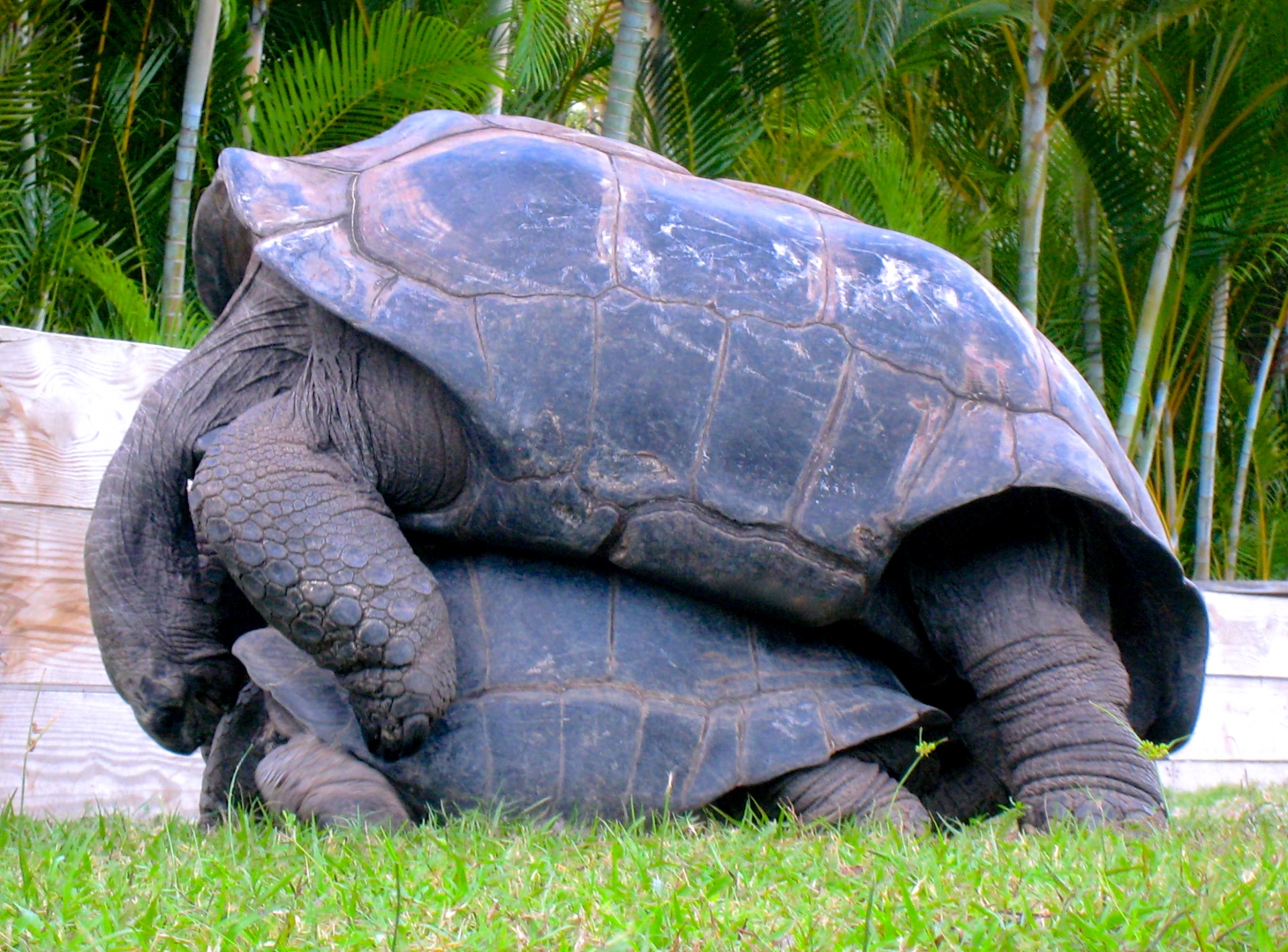 ALDABRA BREEDER