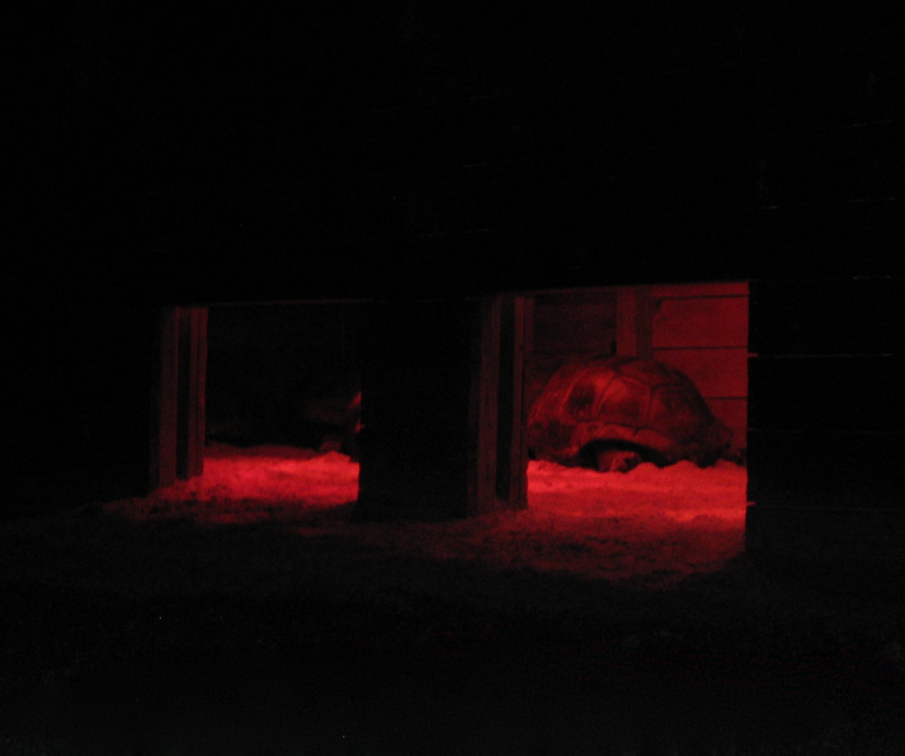 ALDABRA BREEDER
