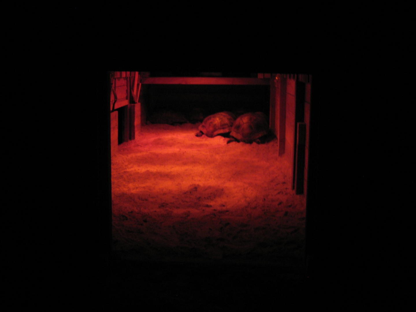 ALDABRA BREEDER