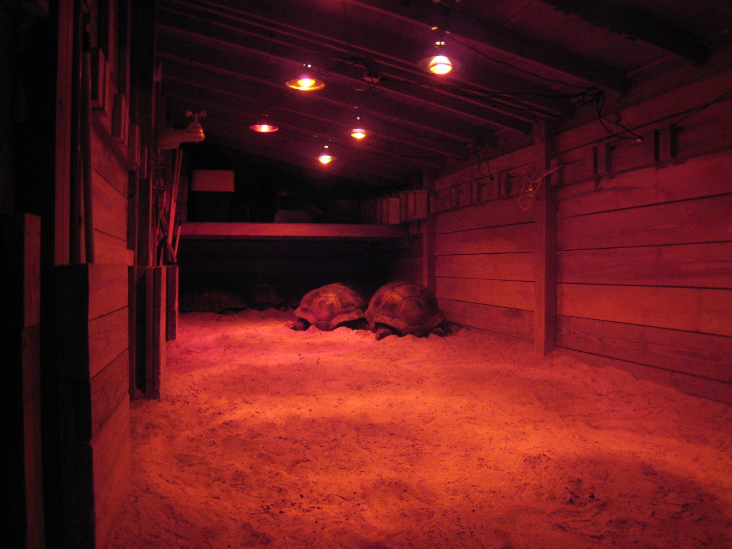 ALDABRA BREEDER
