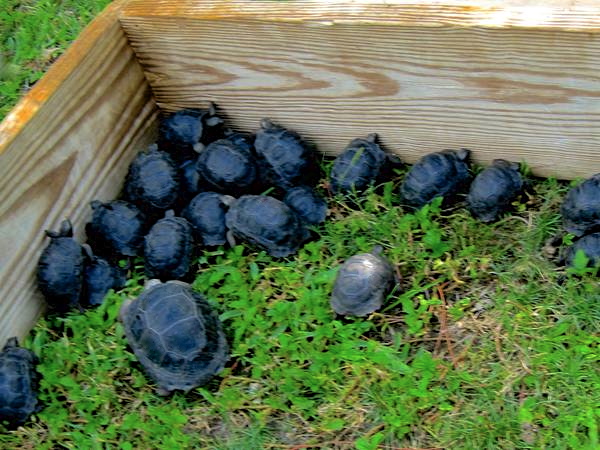ALDABRA BREEDER