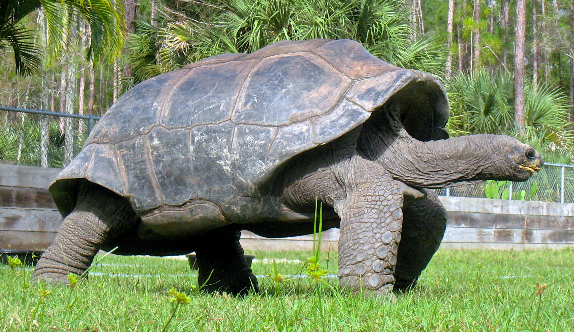 ALDABRA BREEDER