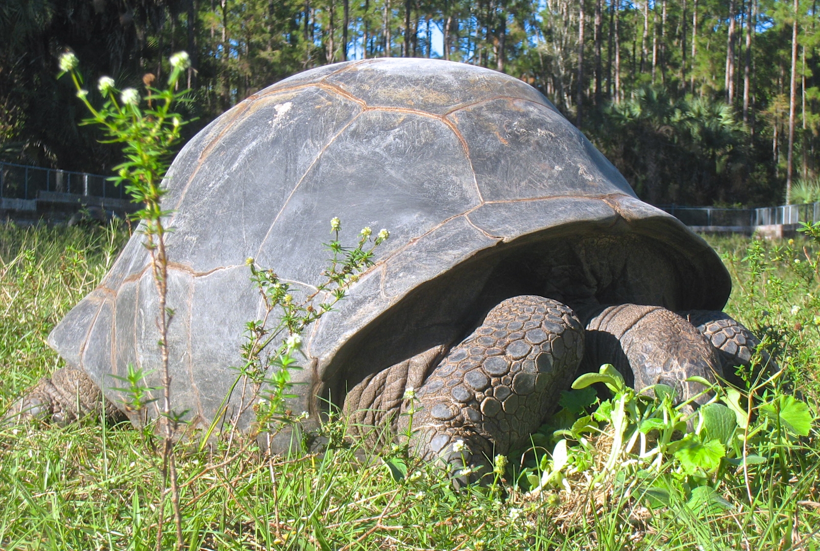 ALDABRA BREEDER