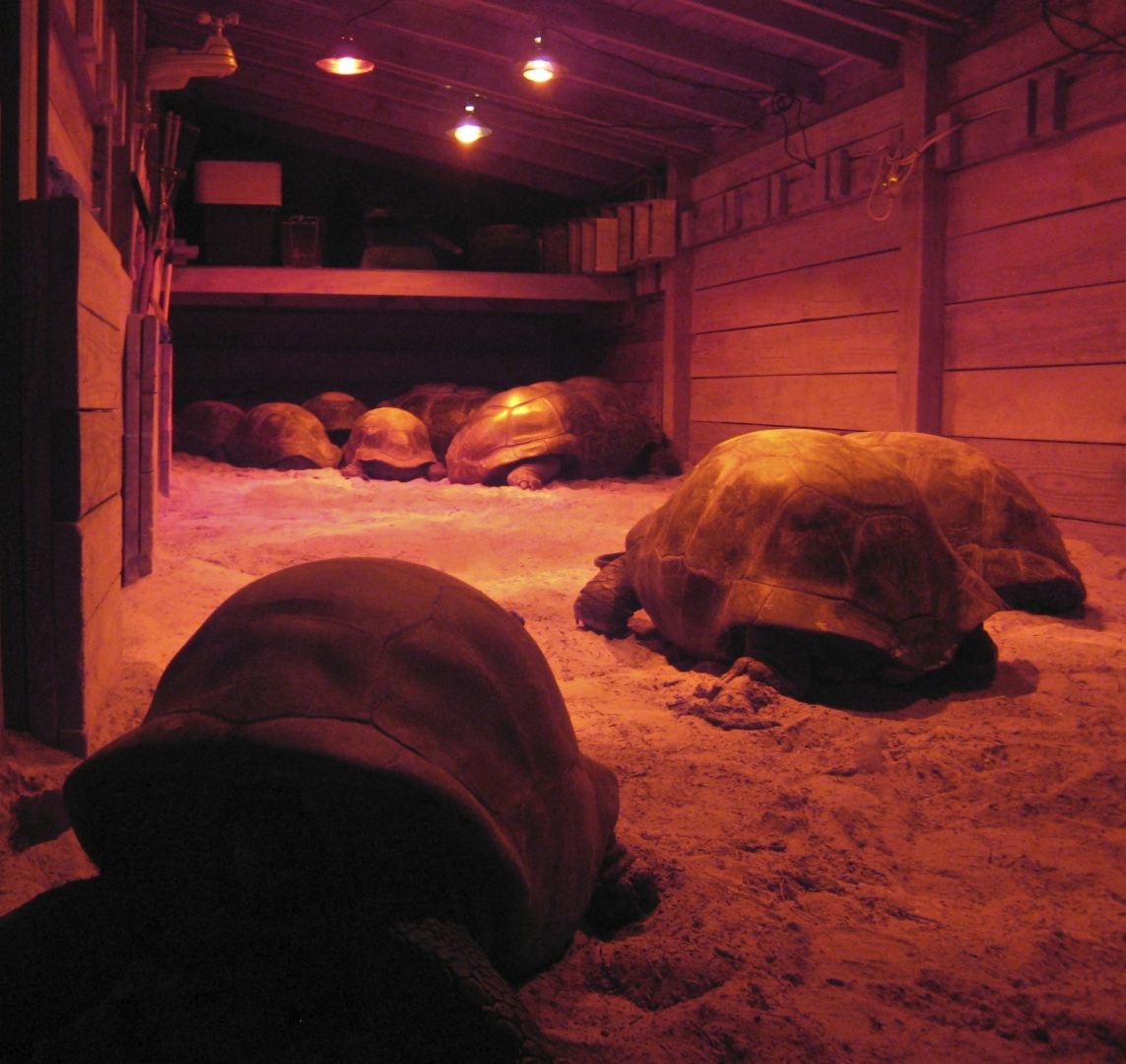 ALDABRA BREEDER