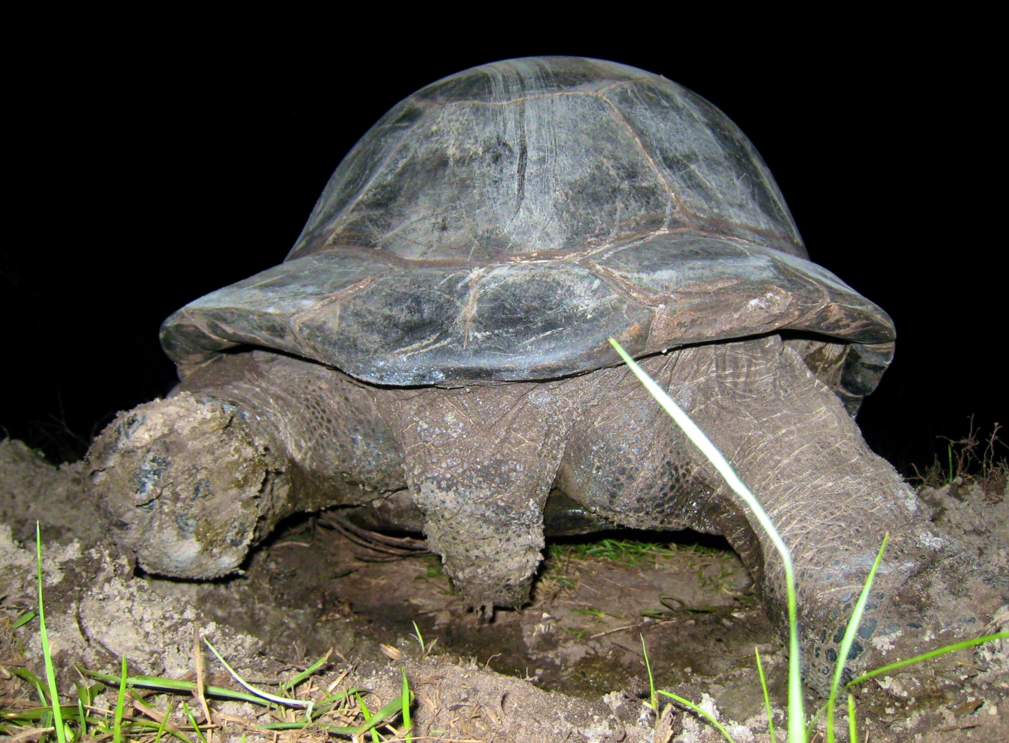 ALDABRA BREEDER